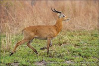 /album/aparjeb/penjari-buffon-jpg/